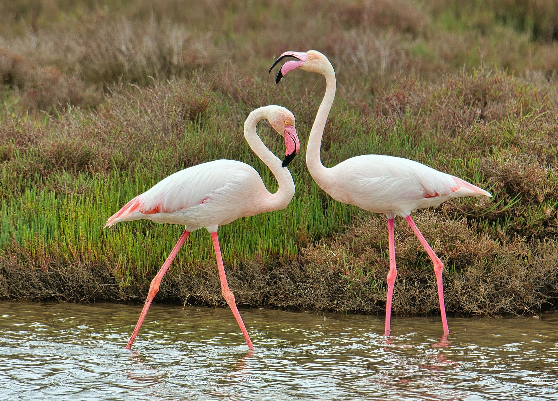 Observació d'aus i fauna a Catalunya